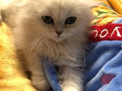 -70cat德文卷毛猫·缅因猫纯种猫舍