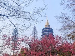 -红梅公园