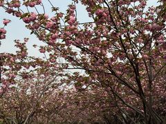 -高东镇樱花园