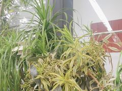 -gaga(深圳南山益田假日广场店)