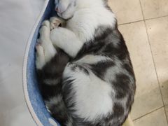 -糯米喵星人·撸猫猫舍咖啡馆(西市场嘉华店)