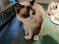 -喵喵咪呀布偶猫咖(春熙路店)