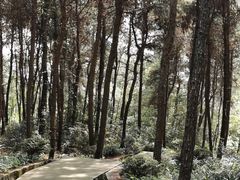 -铁山坪森林公园