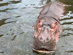 -合肥野生动物园