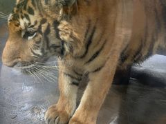 -海南热带野生动植物园