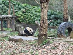 -都江堰中华大熊猫苑