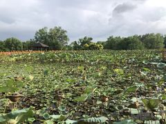 -大湾区中央湿地公园