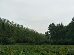 -合肥滨湖国家森林公园