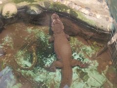 -上海大自然野生昆虫馆(东方明珠·爬宠昆虫探索中心)