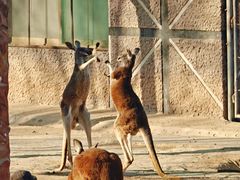 -石家庄市动物园