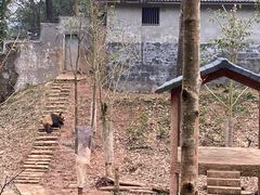 -中国大熊猫保护研究中心雅安碧峰峡基地