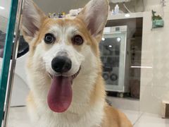 -当汪遇见喵宠物店