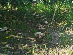 -南汇水蜜桃采摘(大团店)