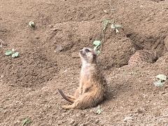 -上海野生动物园