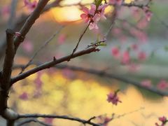 -桃花堤公园