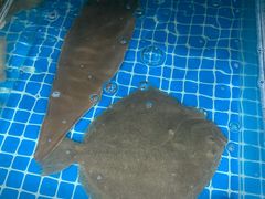 -宾朋海鲜美食餐厅·特色美食(兴海路店)