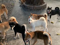 -柴犬高等学院·狗咖·柴犬售卖·宠物训练