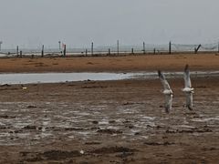 -刘家湾赶海园