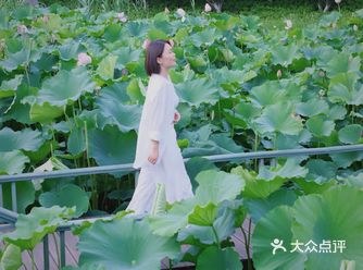 望着满池荷塘美色 竟然想不出文案 脑子里只有那句：