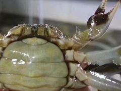 -蟹都汇(龙舟店)