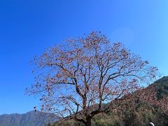 -塔川景区