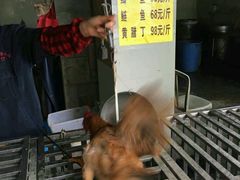 -老幺泉水鸡