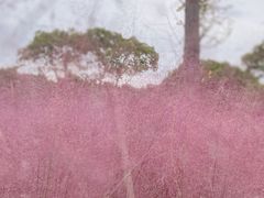 -嘉北郊野公园