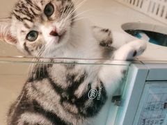 -lincat·猫舍(广州店)