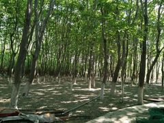 -亲兄弟真人CS团建拓展基地