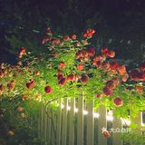 晚风悠然、跌入了花的时间。