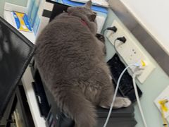 -美美宠物诊疗中心·异宠·骨科(滨江东信分院)