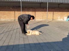 -北京京卫宠物寄养训练中心