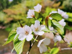 -上海共青森林公园