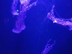 -青岛海底世界-水族馆