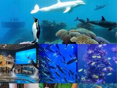 -西安曲江海洋极地公园