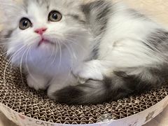 -欣宠猫屋·矮脚拿破仑·蓝金金渐层