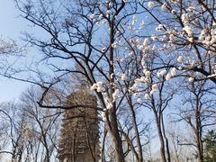 -玲珑塔公园