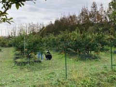 -前小桔亲子创意农场·草莓采摘·露营烧烤