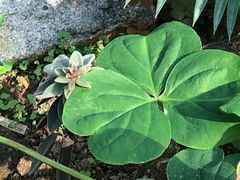 -国家植物园南园