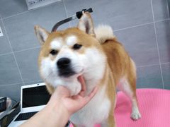 -宠福鑫康馨动物医院·骨科·眼科