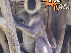 -上海野生动物园