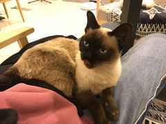 -平行世界·猫咖(首经贸店)