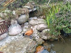 -熊猫主题餐厅
