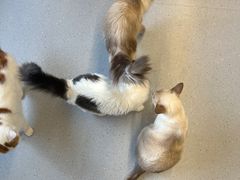 -Cappucimeow猫咪咖啡馆(韦伯时代店)
