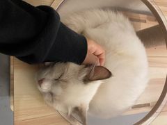 -猫友咖啡店(玉林西路店)
