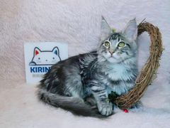 -十年猫舍·猫咪专门店(普陀店)