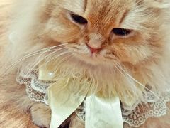 -MOCHA明星猫咖(田子坊店)