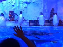 -芜湖新华联大白鲸海洋公园