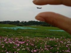 -空港花田景区