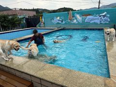 -趣玩宠物乐园寄养训犬训狗游泳池